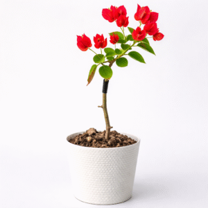 moon light red (copy)