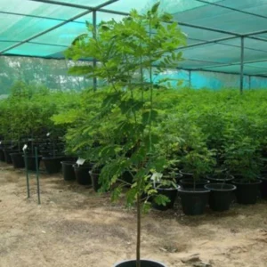 Home cassia fistula pal nursery