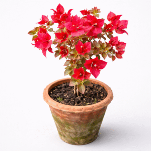 golden pedro bambino (copy)