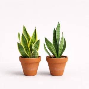 Home sansevieria snake plant