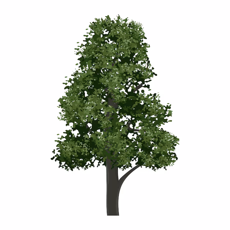Home green tree isolated white background landscape object outdoor graphic 64749 5342