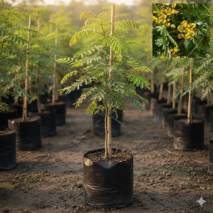 cassia fistula (copy)