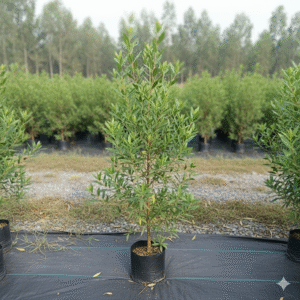 Home gulmohar tree yellow (copy)