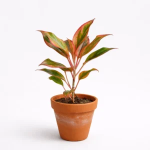 Home tropical breeze