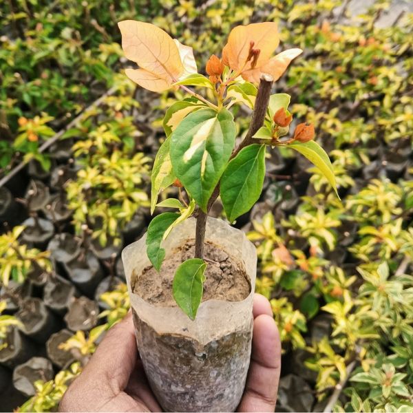 thima yellow Thima Yellow