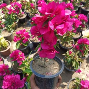 vera deep purple (rooted)