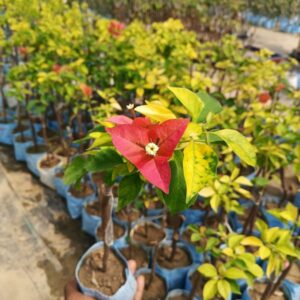 Golden Pedro Bambino