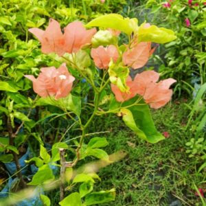 Jakirana Orange