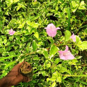 Hawaiian Purple