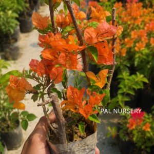 Chilli Orange