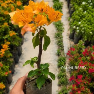 Chilli Yellow