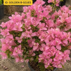 Golden B Gojes