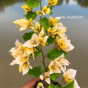 Foxtail Yellow