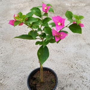 Kayata Magenta