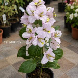 Lilac Formosa